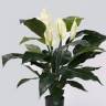 Искусственный цветок Спатифиллум 5 цветков (75 см)
