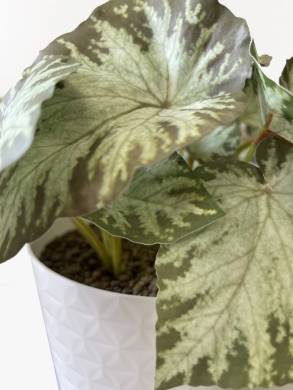 Бегония Рекс искусственная 18 листов, бело-зелёная в белом горшке Д30 Н25 см