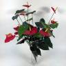 Антуриум искусственный цветок 13Dx80H красный (куст 13 цветков без кашпо)