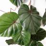 Фикус Умбеллата ветка ампельная (лиана) иск. крупнолистная 20 листов Н140см зеленая