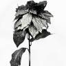 Новогодний цветок Пуансеттия искусственная серебряная D-25cm Н68 см