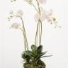 Орхидея искусственная Фаленопсис с корнями и листьями в торфе 80H бело-розоватый