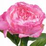 Пион "Anouk" искусственный цветок 16Dx71H темно-розовый (8 листов)