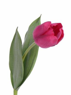 Искусственный тюльпан Real-touch Королевский Royal 5Dx48H темно-розовый