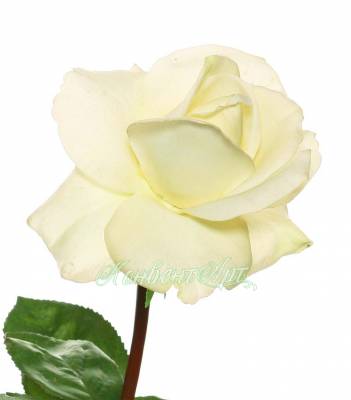Роза Каролина искусственный цветок real-touch 70H белый