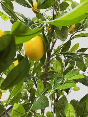 Лимонное дерево с плодами искусственное Н150 см в терракотовом кашпо D35,5 H44см