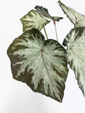 Бегония Королевская Рекс куст искусственный 6 листов,бело-зеленая Д25 Н28см