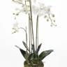 Искусственная орхидея Фаленопсис с корнями и листьями в торфе белый 130Н