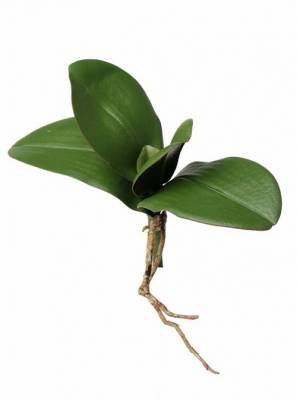 Орхидея Фаленопсис искусственная 21H (5 листьев с малыми корнями)