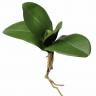 Орхидея Фаленопсис искусственная 21H (5 листьев с малыми корнями)
