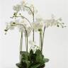Орхидея Фаленопсис искусственная 80H (с корнями и листьями в белом глянцевом вазоне)