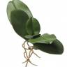 Искусственные листья орхидеи Фаленопсис 25H (7 листьев с большими корнями)
