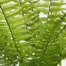 Папоротник Нефролепис зеленый куст искусственный декоративный 10 листов H55 см
