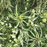 Фитостена из искусственных растений «Тропический Звездопад»  1м2