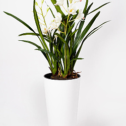 Орхидея цимбидиум 20.650 cr в кашпо тубус.jpg