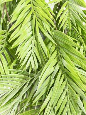 Пальма Хамедорея светло-зеленая искусственная ампельный куст 5 веток Н80 см