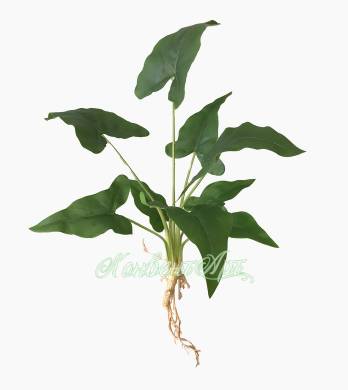 Алоказия Зебрина зелень искусственная с корнями 9 листов H45 см