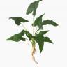 Алоказия Зебрина зелень искусственная с корнями 9 листов H45 см