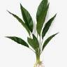 Спатифиллум куст искусственный с корнями 9 зелёных листов Н58 см