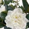 Камелия Японская в наборе 3 шт. белые искусственные цветы для декора Н86 см 