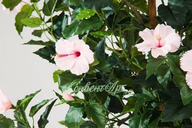Гибискус китайский дерево цветущее искусственное, цв.розовый, ствол натуральный Н180 см