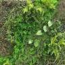 Фитостена из искусственных растений «Пролесок» 1м2					