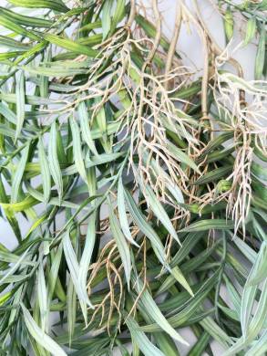 Пальма искусственная Хамедорея Элеганс ветка с листьями ампельная real-touch Н100см