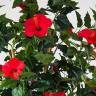 Гибискус китайский дерево цветущее искусственное, цвет красный, ствол натуральный Н180 см