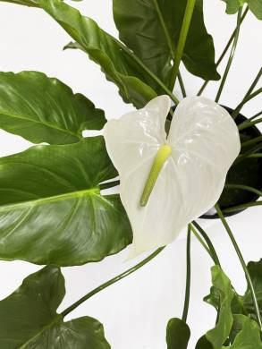 Антуриум цветущий искусственный 21 лист 5 цветков Н105 см в круглом кашпо