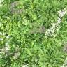 Фитостена из искусственной травы с шеффлерой 1м2 