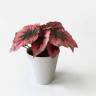 Бегония Рекс искусственная 18 листов, розовая в белом горшке Д30 Н25 см