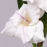 Гладиолус искусственный 102H белый (9 цветков + 4 бутона + 2 листа)