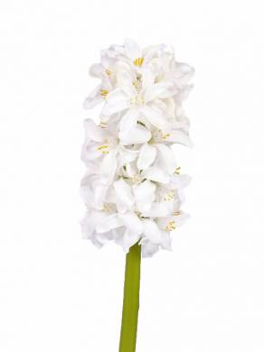 Гиацинт искусственный  цветок 30Н белый