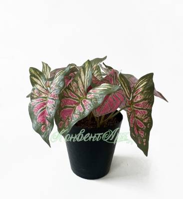Каладиум куст искусственный 18 листов, розовый в черном кашпо Д30 Н25 см