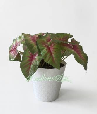 Каладиум куст искусственный 18 листов, зелено-розовый в белом кашпо Д30 Н25 см