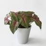 Каладиум куст искусственный 18 листов, зелено-розовый в белом кашпо Д30 Н25 см