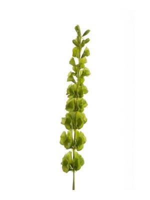 Ветка декоративная искусственная Молюцелла зеленая