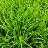 Куст искусственный травы Осоки Н35 см, зелёный