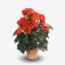 Бегония цветущая 30H красный (искусственный куст 9 цветков без кашпо)