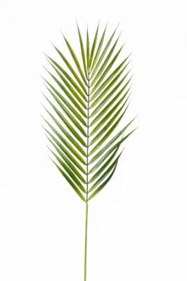 Пальмовый лист искусственный Хамедореи зеленый H75см