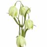 Рябчик искусственный 45H зелено-белый (4 цветка)