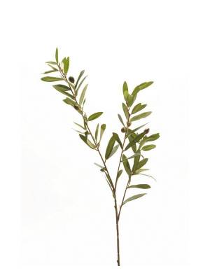 Оливковая ветвь 80H зеленая (3 плода)