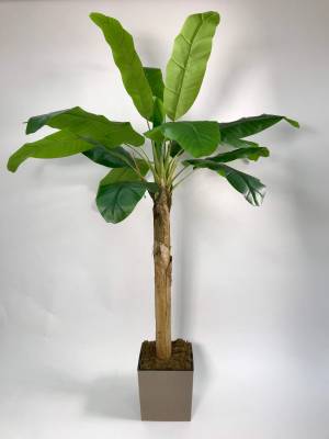 Пальма искусственная банановая 210H(15 листов)  в кашпо ROTANG квадрат 32,5х32,5х32,5Н бежевый