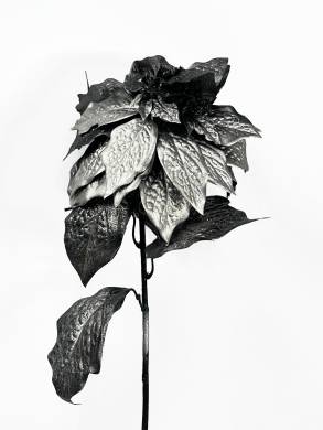 Новогодний цветок Пуансеттия искусственная серебряная D-25cm Н68 см