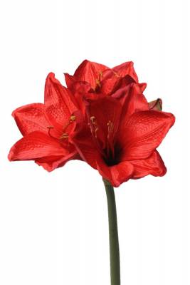 Амариллис real-touch 9Dx60H красный (2 искусственных цветка + 1 бутон)