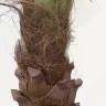 Пальма Финиковая искусственная большая Н280 см