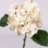 Гортензия "Винтаж" искусственный цветок 16Dx68 кремовый (3 листа)