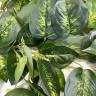 Филодендрон ампельные куст искусственный 7веток зелено-салатовый Н100см