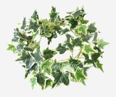 Искусственная лиана из листьев плюща (хедеры) зелено-белая, Н200 см