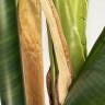 Пальма Банановая 3-х ствольная искусственная, 21 лист, Н180 см